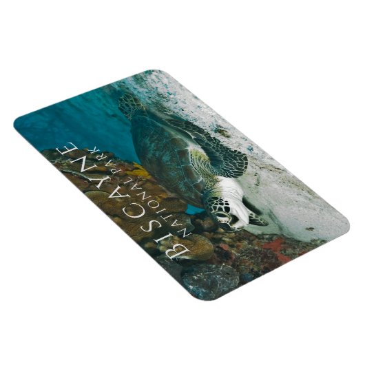 グリーンシータートルアンダーウォータービスケインNP マグネット (右側)