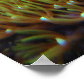 グリーンスターポリープ珊瑚ポスター ポスター (角)