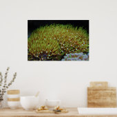 グリーンスターポリープ珊瑚ポスター ポスター (キッチン)