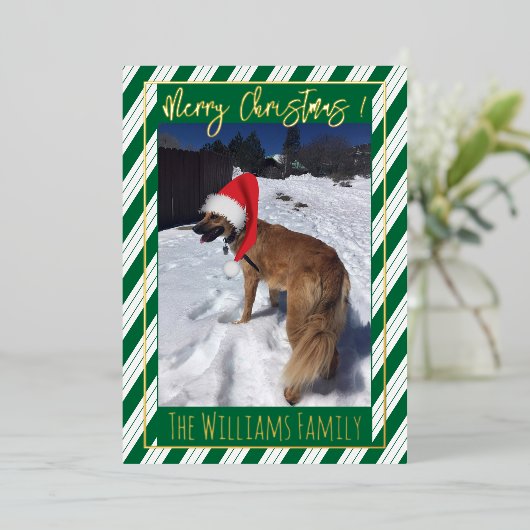 グリーンストライプ独身のドッグフォトフォイルホリデーカード 箔シーズンカード (立ち正面)