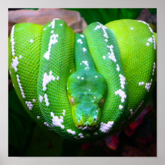 グリーンスネークポスター ポスター (正面)