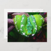 グリーンスネークポストカード ポストカード (正面/裏面)