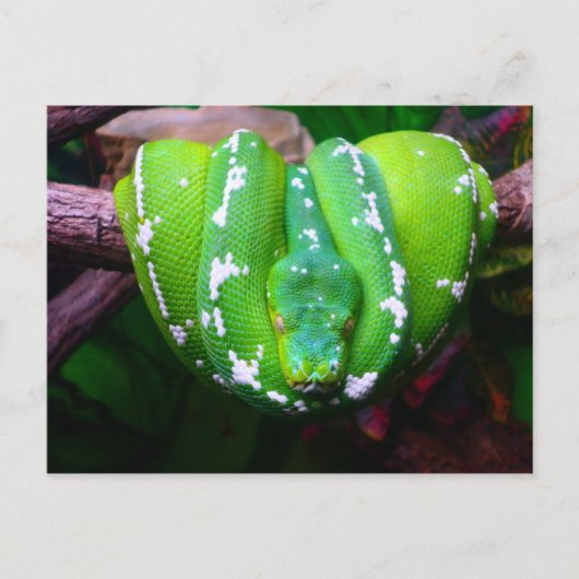 グリーンスネークポストカード ポストカード (正面)