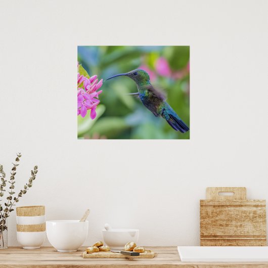 グリーンスロアカリハミングバードポスター ポスター (キッチン)