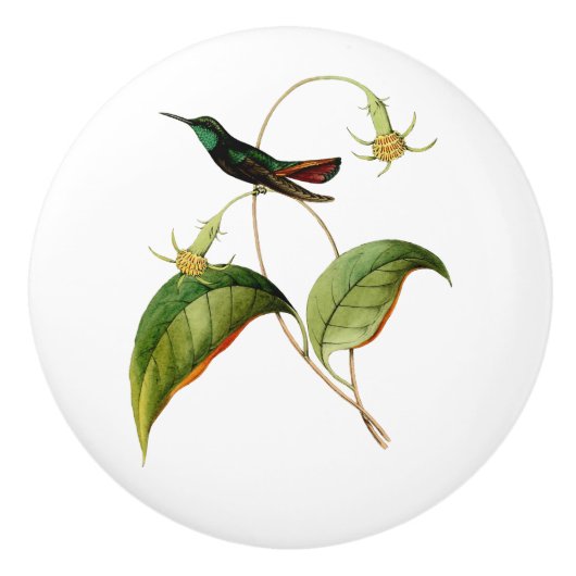 グリーンスロートマンゴハミングバード セラミックノブ (正面)