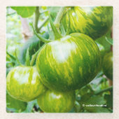 グリーンゼブラヘイルームトマトつる植物 ガラスコースター (正面)
