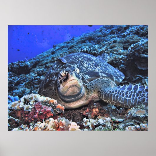 グリーンタートルオンザリーフ ポスター (正面)