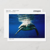 グリーンタートルポストカード – 02 ポストカード (正面/裏面)