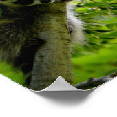 グリーンツリーのアライグマかわいい灰色のマスクされたアライグマ ポスター (角)