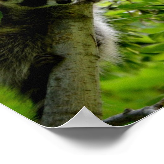 グリーンツリーのアライグマかわいい灰色のマスクされたアライグマ ポスター (角)