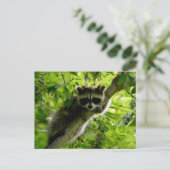 グリーンツリーのアライグマかわいい灰色のマスクされたアライグマ ポストカード (スタンド正面)