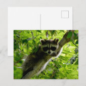 グリーンツリーのアライグマかわいい灰色のマスクされたアライグマ ポストカード (正面/裏面)