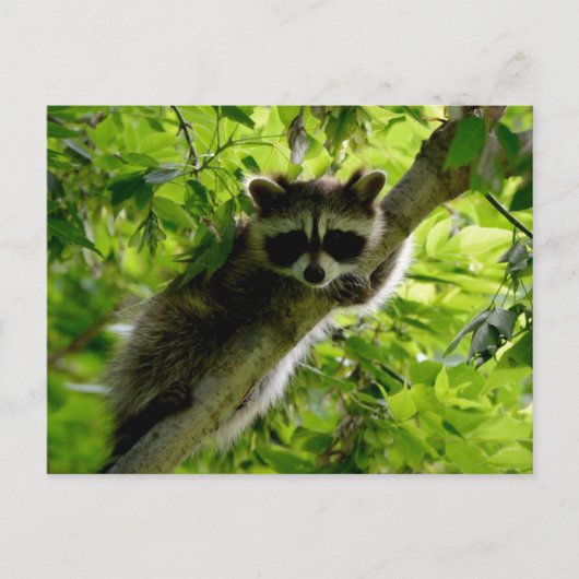 グリーンツリーのアライグマかわいい灰色のマスクされたアライグマ ポストカード (正面)