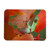 グリーンツリーカエル秋 マグネット (横)