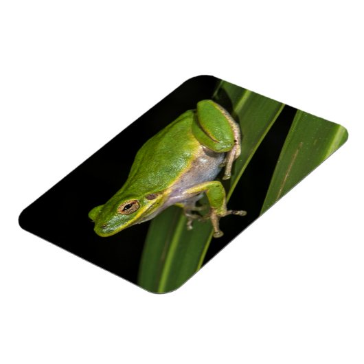 グリーンツリーカエル(ヒラシネレア) 2 マグネット (左側)