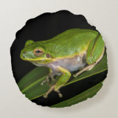 グリーンツリーカエル（ヒラシネレア） 2 ラウンドクッション (裏面)