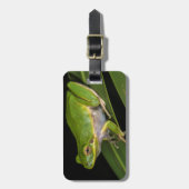 グリーンツリーカエル（ヒラシネレア） 2 ラゲッジタグ (正面縦)