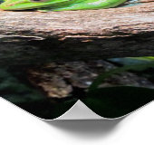 グリーンツリーカエル ポスター (角)