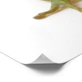 グリーンツリーカエル ポスター (角)