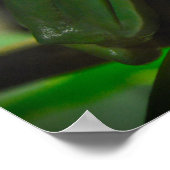 グリーンツリーカエル ポスター (角)