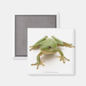 グリーンツリーカエル マグネット (正面/裏面)