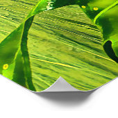 グリーンツリーカエルAustralian frog ポスター (角)