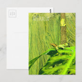 グリーンツリーカエルAustralian frog ポストカード (正面/裏面)