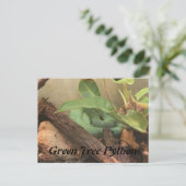 グリーンツリーパイソン ポストカード (スタンド正面)