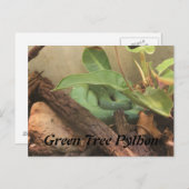 グリーンツリーパイソン ポストカード (正面/裏面)
