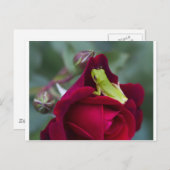 グリーンツリーフロッグと赤いバラ ポストカード (正面/裏面)