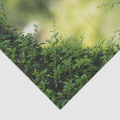 グリーントピアリーハート 薄葉紙 (詳細)