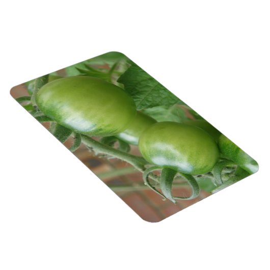 グリーントマトプレミアムマグネット マグネット (右側)