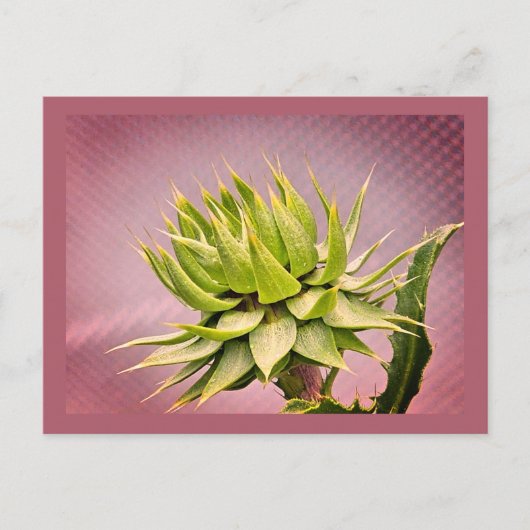 グリーンドリーム ポストカード (正面)