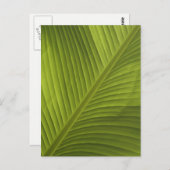 グリーンバナナリーフカラークローズアップ詳細写真2 ポストカード (正面/裏面)