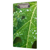 グリーンパパイヤの葉に雨が降る クリップボード (左)