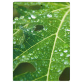 グリーンパパイヤの葉に雨が降る クリップボード (裏面)