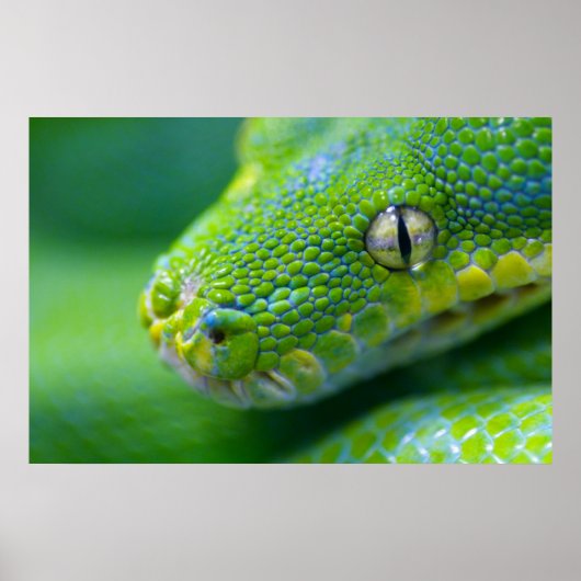 グリーンビパー ポスター (正面)