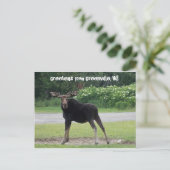 グリーンビルからの挨拶1 ポストカード (スタンド正面)