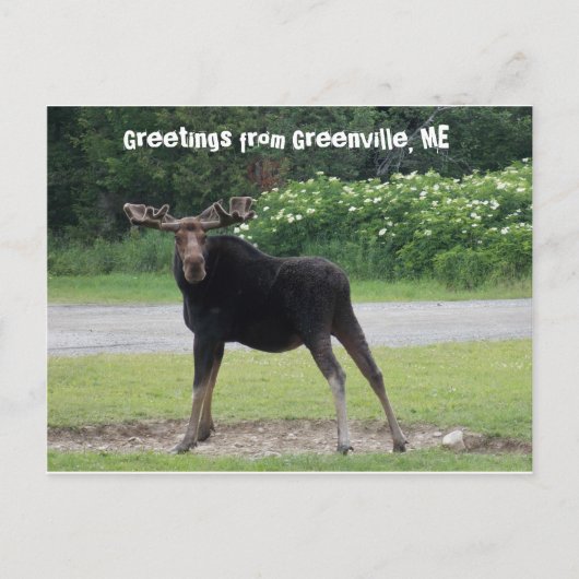 グリーンビルからの挨拶1 ポストカード (正面)