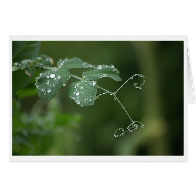 グリーンピーの涙カード (正面横)