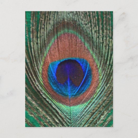 グリーンピーコック羽毛はがき ポストカード (正面)