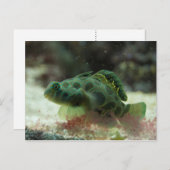 グリーンフィッシュ ポストカード (正面/裏面)