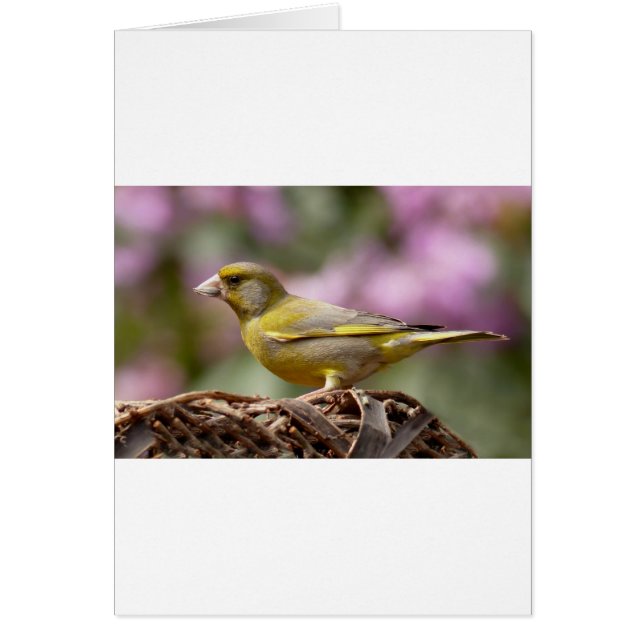 グリーンフィンチ (正面)