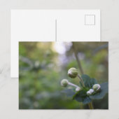 グリーンフラワーブドガーデン自然撮影フローラ ポストカード (正面/裏面)