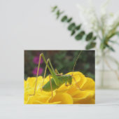 グリーンブッシュのクリケットのはがき ポストカード (スタンド正面)