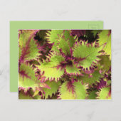 グリーンブッシュ葉書 ポストカード (正面/裏面)