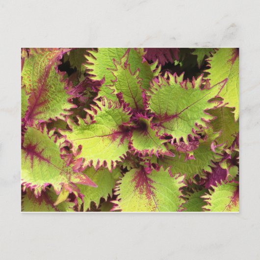 グリーンブッシュ葉書 ポストカード (正面)