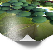 グリーンブドウとパープルブドウのオンつる植物ブドウ園プリント フォトプリント            (角)