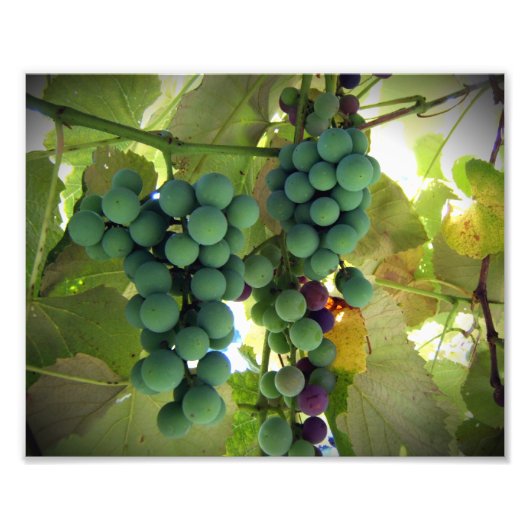 グリーンブドウとパープルブドウのオンつる植物ブドウ園プリント フォトプリント            (正面)
