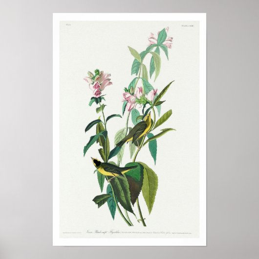 グリーンブラックキャプフライ捕手Audubon Poster ポスター (正面)